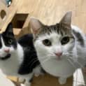 Photo of Spots And Silky