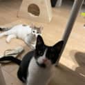 Photo of Spots And Silky