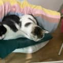 Photo of Spots And Silky