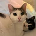 Photo of Spots And Silky