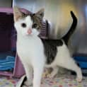 Photo of Valentine Now Bandit