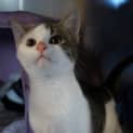 Photo of Valentine Now Bandit