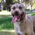 Photo of Rune 34303 Campbelltown Acf