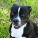 Photo of Ned 34341 Campbelltown Acf