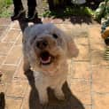 Photo of Ruby
