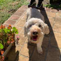 Photo of Ruby