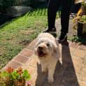 Photo of Ruby
