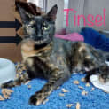 Photo of Tinsel 