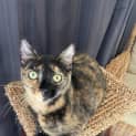 Photo of Moana