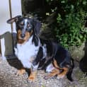 Photo of Sammy (Lochy) ~ 18mo Dachshund X(on Trial 30/6/22)