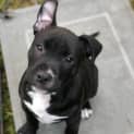 Photo of Jag ~ Staffy Puppy(on Trial 3/7/22)