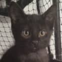 Photo of Raisin 