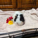 Photo of Tazi