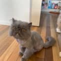 Photo of Gizmo