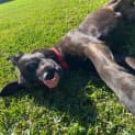 Photo of Guava