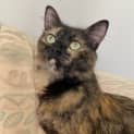 Photo of Cashmere