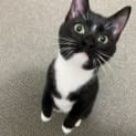 Photo of Podge