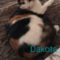Photo of Dakota