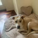 Photo of Bow