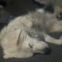 Photo of Maggie