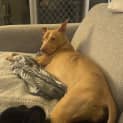 Photo of Nala