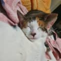 Photo of Trifle