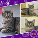 Photo of Huey