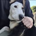 Photo of Piper 