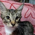 Photo of Peanut