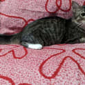 Photo of Peanut