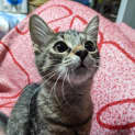 Photo of Walnut