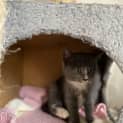 Photo of Buttercup