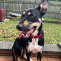 Photo of Yogi ~ 1yr Old Kelpie X(on Trial 26/8/22)