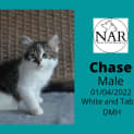 Photo of Chase 
