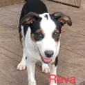 Photo of Reva
