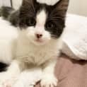 Photo of Fergus