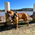 Photo of Dre ~ 2yr Old Bulldog X Staffy(on Trial 6/8/22)