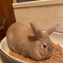 Photo of Bunnyskins