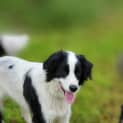 Photo of Panda Border Collie