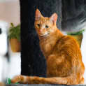 Photo of Nugget