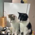 Photo of Spots And Silky
