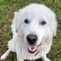 Photo of Angus