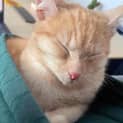 Photo of Purrcy