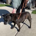 Photo of Buddy