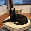 Photo of Jet