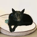 Photo of Jet