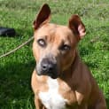 Photo of Posie 34480 Campbelltown Acf