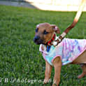 Photo of Scooby ~ Rhodesian Ridgeback X(on Trial 24/7/22)