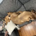 Photo of Blaze ~ 4mo Mastiff X(on Trial 6/8/22)