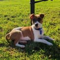Photo of Sally ~ Boxer X Ridgeback(on Trial 10/10/22)